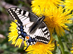 Motylarnia - Lepidoptera